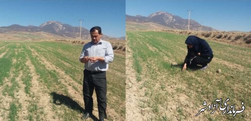 برگزاری کارگاه آموزشی و بازدید از مزارع انتخابی گندم در روستای وامنان