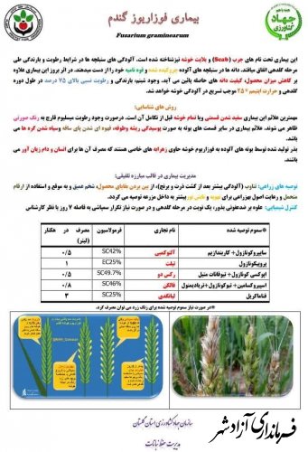 اطلاعیه روابط عمومی مدیریت جهادکشاورزی آزادشهر درخصوص آمادگی مصرف قارچ‌کش‌ها در مزارع گندم