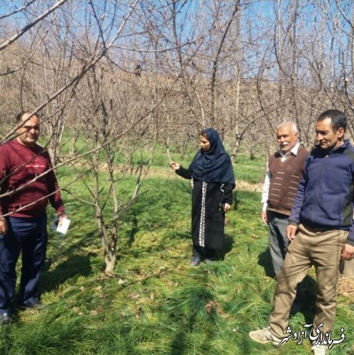 مشاهده آلودگی به آفات سوسک چوب‌خوار، کرم سفید ریشه و بیماری‌های قارچی در باغات گیلاس بخش چشمه‌ساران