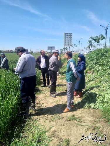 بازدید رییس مرکز تحقیقات و آموزش کشاورزی استان از مزارع شهرستان آزادشهر