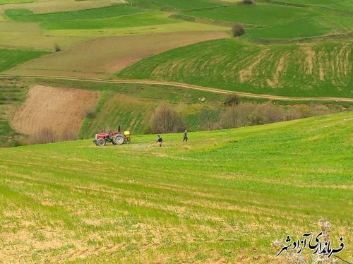 آغاز مبارزه با ملخ در شهرستان آزادشهر