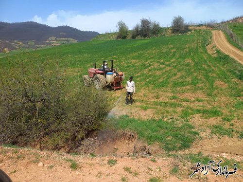 آغاز مبارزه با ملخ در شهرستان آزادشهر