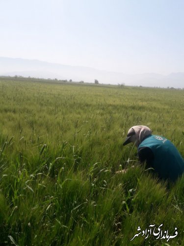 بازدید از مزارع گندم و جو حوزه مرکز جهادکشاورزی نگین‌شهر