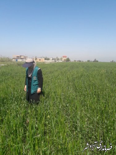 بازدید از مزارع گندم و جو حوزه مرکز جهادکشاورزی نگین‌شهر