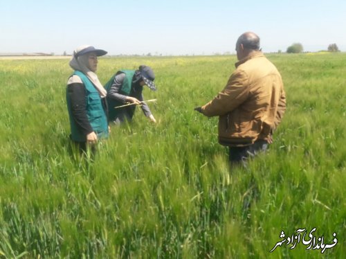 بازدید از مزارع گندم و جو حوزه مرکز جهادکشاورزی نگین‌شهر