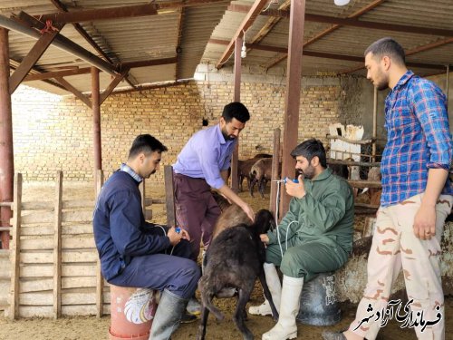 انجام طرح واکسیناسیون رایگان  آبله و شاربن در جمعیت دامی شهرستان آزادشهر