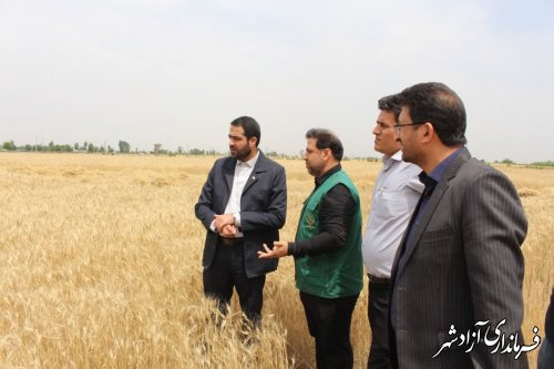 برداشت گندم در سطح ۱۴ هزار هکتار از اراضی شهرستان آزادشهر