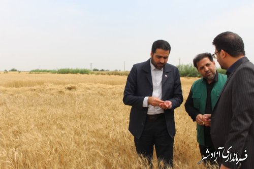 برداشت گندم در سطح ۱۴ هزار هکتار از اراضی شهرستان آزادشهر