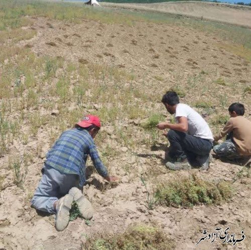 آغاز برداشت عدس در بخش چشمه‌ساران شهرستان آزادشهر