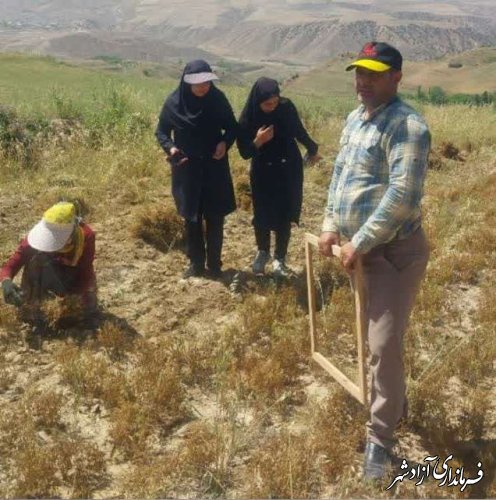 آغاز برداشت عدس در بخش چشمه‌ساران شهرستان آزادشهر