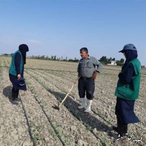 پایش عوامل خسارت‌زای گیاهی پنبه در مزارع حوزه مرکز جهادکشاورزی نگین‌شهر