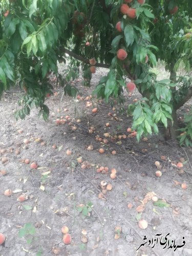افزایش جمعیت مگس میوه مدیترانه‌ای شکار شده در تله‌های نصب شده در باغات آزادشهر