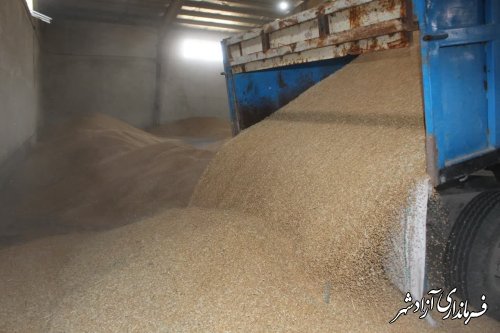  پیش بینی میشود بیش از ۵۰ هزار تن گندم در سطح شهرستان تولید شود